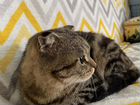 Ищет дом молодая шотландская вислоухая кошка объявление продам