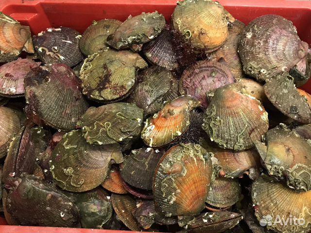 Морской гребешок