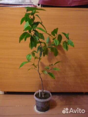 Комнатные цветы