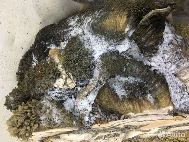 Рубец премиум для собак (говядина)