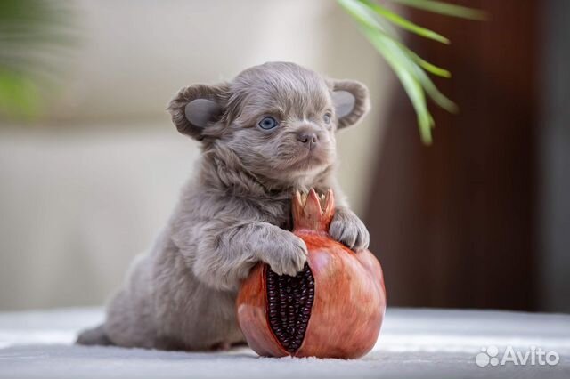 Шикарные Щенки Чихуахуа девочки и мальчики