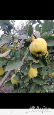 Саженцы многолетних цветов и деревьев