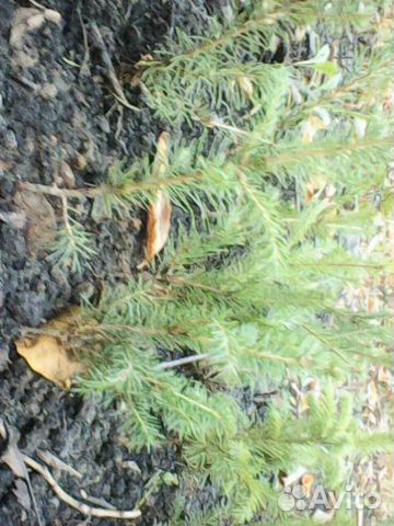 Саженцы ели Бесплатно Сделаем город лучше