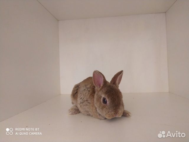 Кролик - Карликовый плюшевый рекс