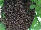 Избавлю от рой пчёл