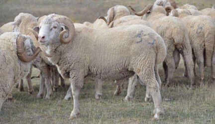 Мясо баранина