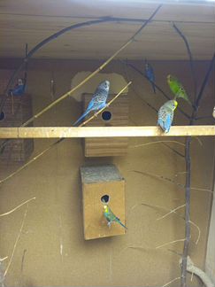 Волнистый попугай