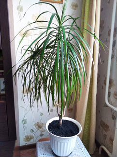 Комнатные растения.Драцена