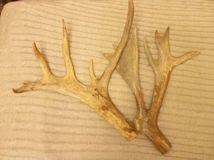 Рога оленя