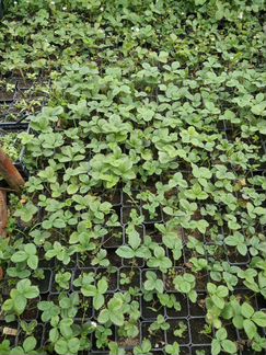 Рассада саженцы клубники