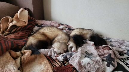 Вязка хорьков (именно вязка) именно вязка