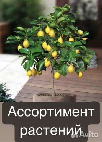 Ассортимент цитрусовые растения: