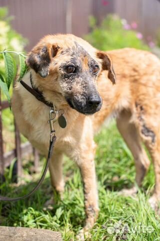 Особенная собака ищем своего Человека