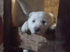 Белые щенки алабая объявление продам