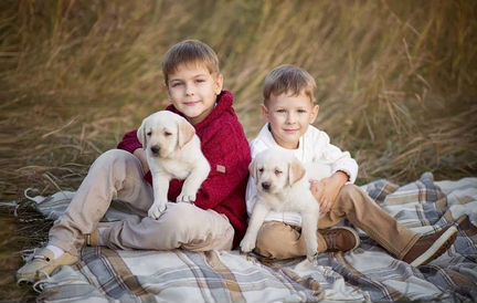 Щенки лабрадора РКФ питомник