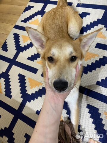 Собака в добрые руки