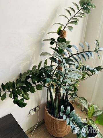 Замиокулькас долларовое дерево