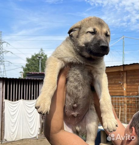 Хороший щенок в добрые руки