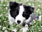 Бордер-колли черно-белый щенок