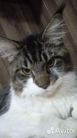 Кот мейн-кун вязка