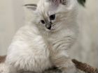 Котёнок Невская маскарадная объявление продам