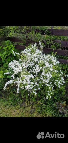 Спирея грефшейм, хоста, бересклет