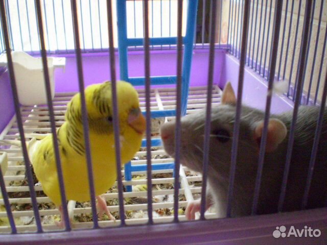 Передержка грызунов и попугаев