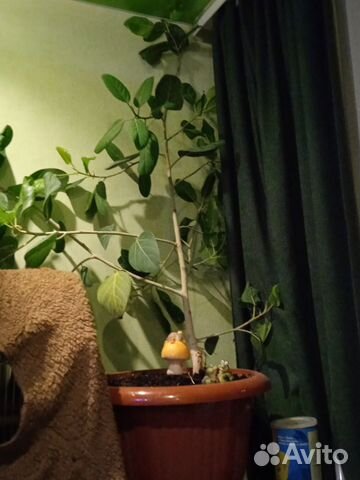 Комнатные цветы