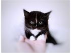 Котёнок (Курильский + Сибирский) девочка объявление продам