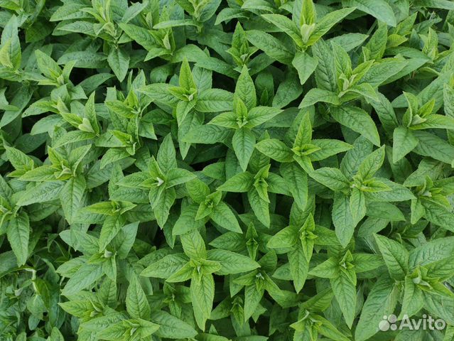 Мята перечная свежая пучком, а также рассада