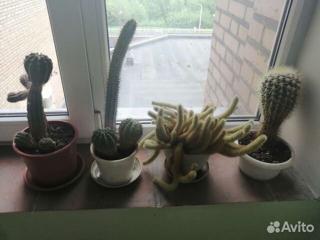 Кактусы. Комнатные растения