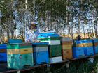 Продаются пчёло семьи с мёдом объявление продам