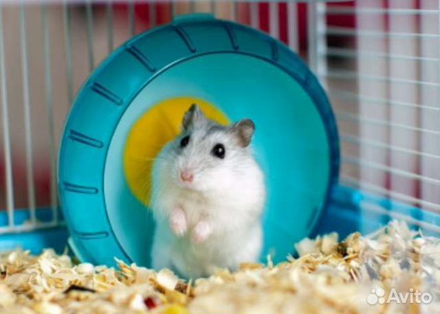 Передержка(мыши.хомяки,рептилии, птицы,улитки)