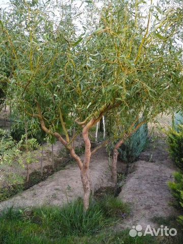 Ива извилистая Свердловская, форзиция Голден Таймс