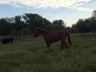 Лошадь Англоарабский скакун объявление продам