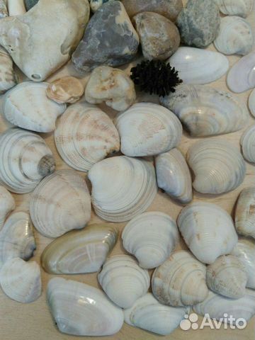 Ракушки, морские камни, шишки коллекция