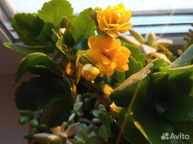 Кактусовый садик, пахиподиум, нолина-слоновья нога