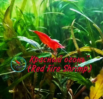 Креветки, Рыбки, Улитки и Грунт для Аквариума