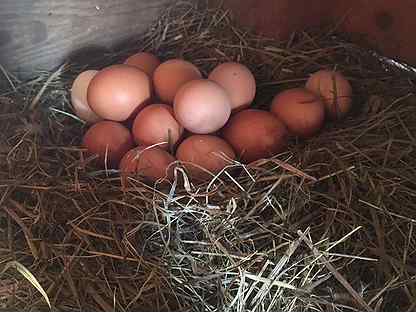 Яйца домашние куриные свежие