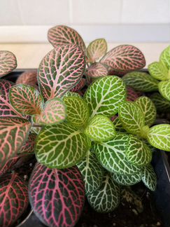 Фиттония (комнатные растегия)