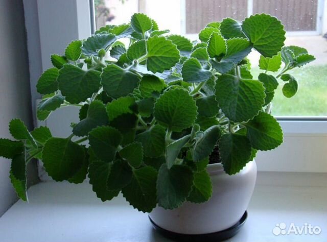 Плектрантус (комнатная мята)