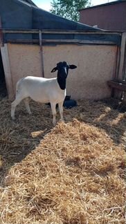 Бараны черноголовый и белоголовый Дорпер