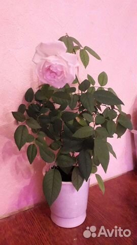 Роза Бенгальская