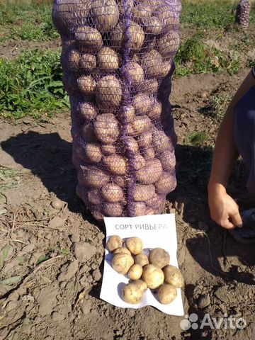 Семенной картофель Ривьера