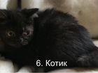 Экзотический котенок -котик
