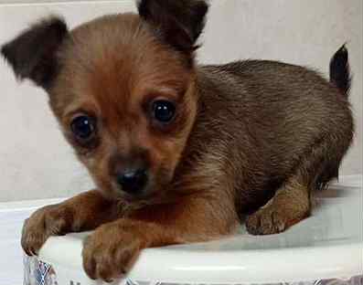 Той терьер коротконогий. Русский той той терьер. Щенок той терьера 1 месяц мини. Авито собаки мини той терьер. Авито мини той терьер.