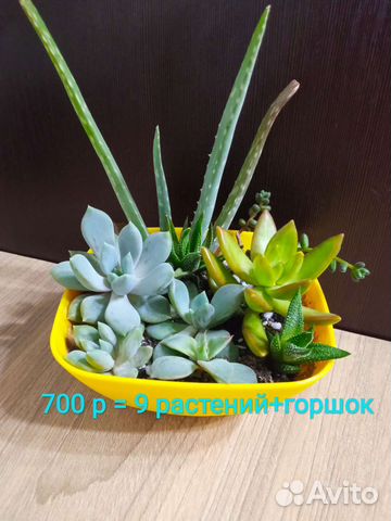 Суккуленты