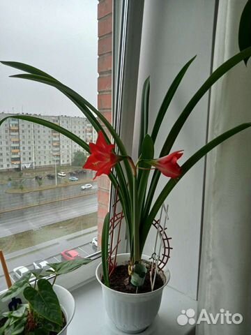 Гиппеаструм