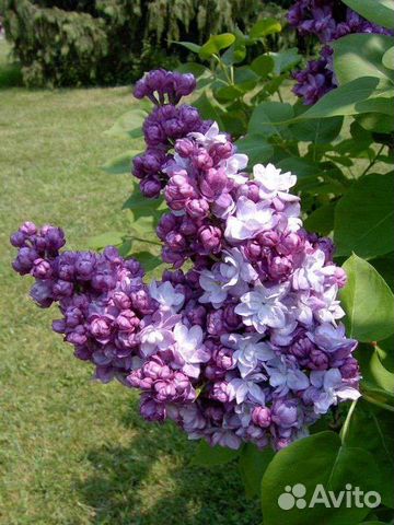 Махровая сирень Небесные цветы