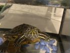 Черепаха с аквариумом бесплатно